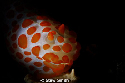 nudi snooted by Stew Smith 